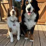 Un Chalet Au Verger-Dog Friendly-Jacuzzi & Massages Conteville (Eure)